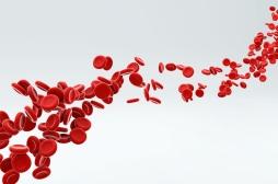 Voir la circulation sanguine en 4D : la médecine passe un cap