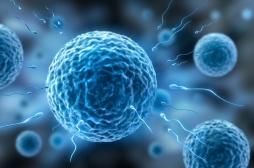Infertilité : comment les ovules humains sélectionnent les spermatozoïdes 