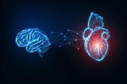 Cœur : les troubles cardiaques pourraient faire rétrécir le cerveau