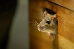Des souris recouvrent la vue grâce à des gènes 