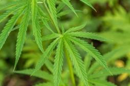 51% des Français en faveur de la dépénalisation du cannabis