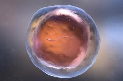  FIV : le test génétique des embryons, un risque de dérives éthiques ?