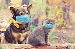 Covid-19 : si vous êtes infectés, gardez vos distances avec vos animaux domestiques !