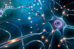 Rythme cardiaque : les neurones peuvent sentir le pouls dans le cerveau 