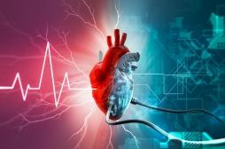 Un coeur artificiel s’adapte aux besoins des patients de façon autonome