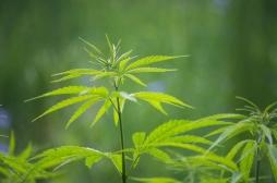 Cannabis médical : où en est l’expérimentation en France ?