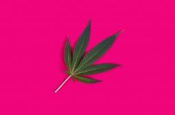 Cannabis récréatif : légaliser augmente la consommation, notamment chez les jeunes mamans