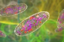 Peste : un cas humain détecté au Colorado