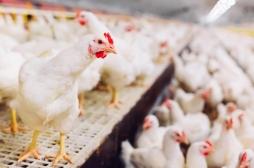 C’est quoi cette nouvelle grippe aviaire détectée chez un humain en Chine? 