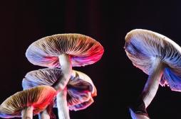 Dépression : les champignons hallucinogènes soulagent les patients à long terme