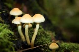 La psilocybine peut aider le cerveau à se libérer de la peur