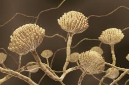 Réchauffement climatique : faut-il craindre les champignons pathogènes ?