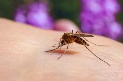 Changement climatique : ces maladies qui risquent d’exploser 