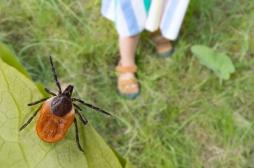 Lyme : de nouvelles recommandations aux médecins pour éviter l'errance diagnostique