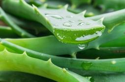 Aloe vera : quels sont les bienfaits ?