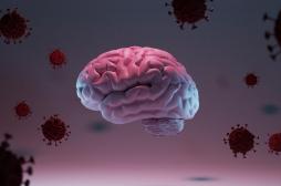 La Covid-19 accélère les cellules zombie dans le cerveau