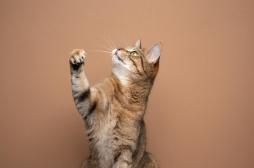 Cancer : et si les chats détenaient une piste insoupçonnée ?