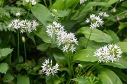 Plantes sauvages : attention à ne pas confondre l'ail des ours et le colchique 