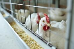Grippe aviaire : comment éviter toute transmission à l'humain ? 