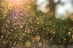 Allergies respiratoires : 