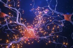 Alzheimer : des hormones de croissance contaminées ont transmis la maladie