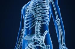 Largeur des épaules, longueur des jambes : les gènes qui façonnent notre squelette identifiés
