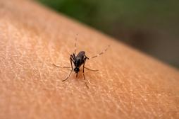 Chikungunya à La Réunion : l’inquiétude persiste malgré la baisse des cas
