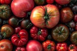 Manger des tomates prévient l'hypertension