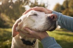 Un homme paralysé peut à nouveau sentir la fourrure de son chien