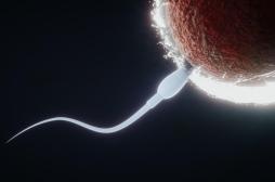 Dans l'espace, l'apesanteur désoriente les spermatozoïdes !