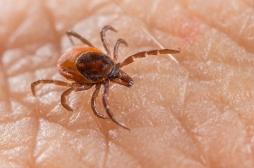 Lyme : pourquoi il faut se méfier des tiques jusque dans les maisons 