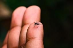 Chikungunya : l'épidémie à La Réunion s'intensifie avec deux premiers décès