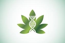 Votre relation avec le cannabis est influencée par votre ADN