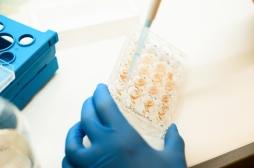 La transplantation fécale est-elle vraiment sans danger ?