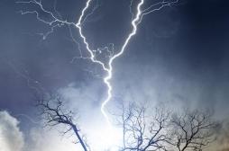 Une fillette tuée en Mayenne par la chute d'une branche pendant un orage