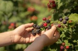 Cueillette sauvage des fruits rouges : les précautions à prendre