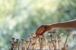 Les champignons hallucinogènes peuvent-ils freiner le vieillissement ?