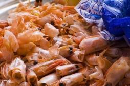 La carapace des crustacés et des insectes, une solution contre l'obésité ?