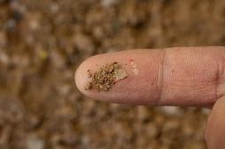 Comment les microplastiques empoisonnent nos sols et notre santé