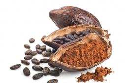 Cacao : un composant de ses fèves stimulerait la mémoire 