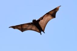 RDC : une mystérieuse épidémie tue plus de cinquante personnes