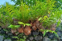 Cette plante pourrait soigner les troubles liés à la ménopause 