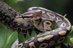 Maladies cardiaques : les coeurs des pythons pourraient inspirer de nouvelles thérapies