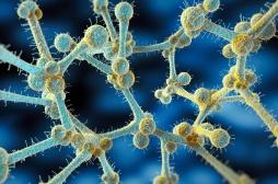 Ce champignon mortel devient de plus en plus dangereux