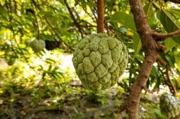 Douleur, arthrite : découvrez les pouvoirs des feuilles du pommier cannelle