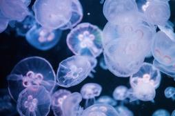 Méduses : les bons réflexes en cas de piqûre