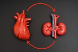 Cœur, reins, diabète : ce lien méconnu qui menace notre santé