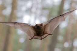 Morsure de chauve-souris : il est contaminé par un virus mortel