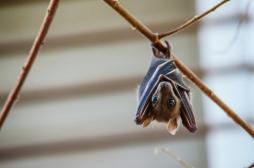 États-Unis : plusieurs centaines de personnes exposées à la rage à cause de chauves-souris 