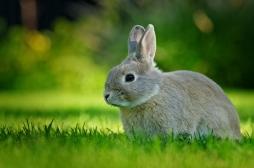 États-Unis : doit-on craindre le virus de Schope, qui donne des tentacules aux lapins ? 